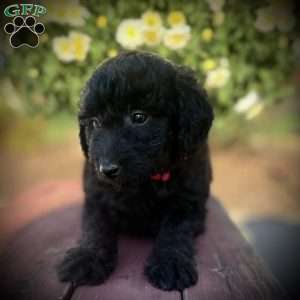 Ziva, Mini Goldendoodle Puppy